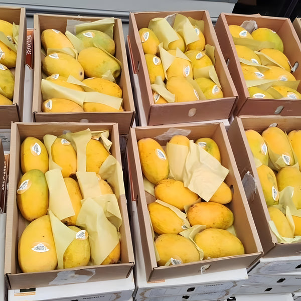Auspak Finest Quality Chunsa Mangoes - 3KG Gross Box