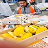 Auspak Finest Quality Sindhri Mangoes - 3KG Gross Box
