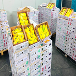 Auspak Finest Quality Sindhri Mangoes - 3KG Gross Box